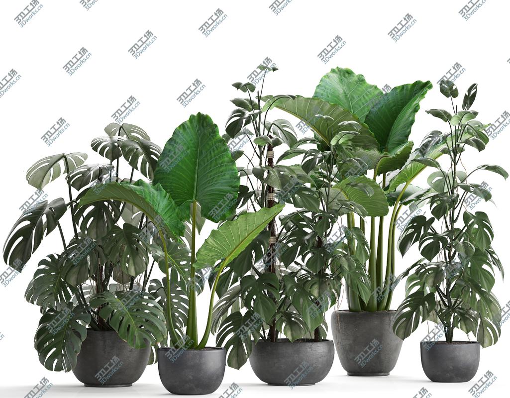 images/goods_img/202104092/Collection Exotic plants Monstera 3D model/2.jpg